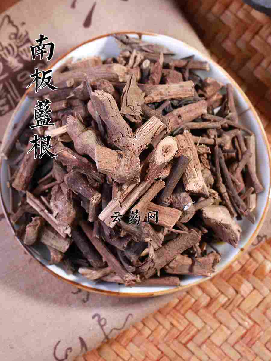 南板蓝根