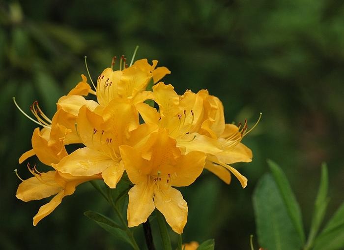 闹羊花