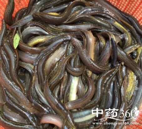 泥鳅滑液