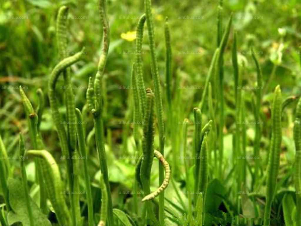 瓶尔小草