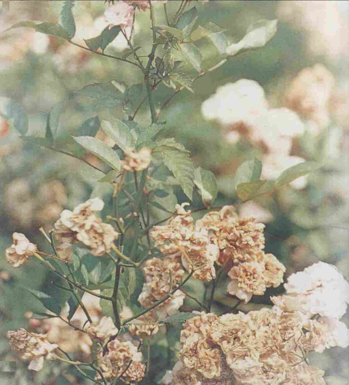 蔷薇根