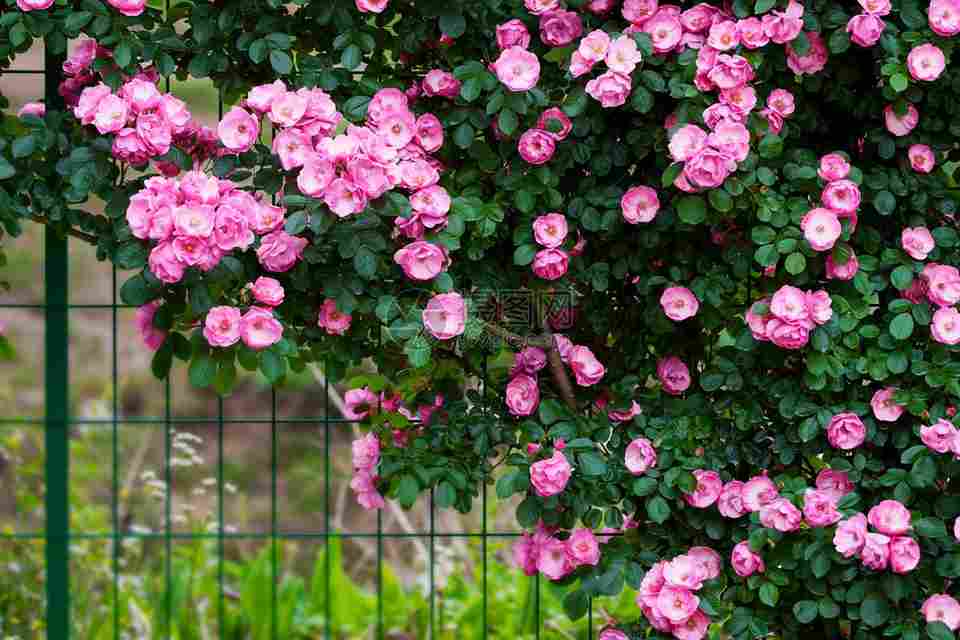 蔷薇花