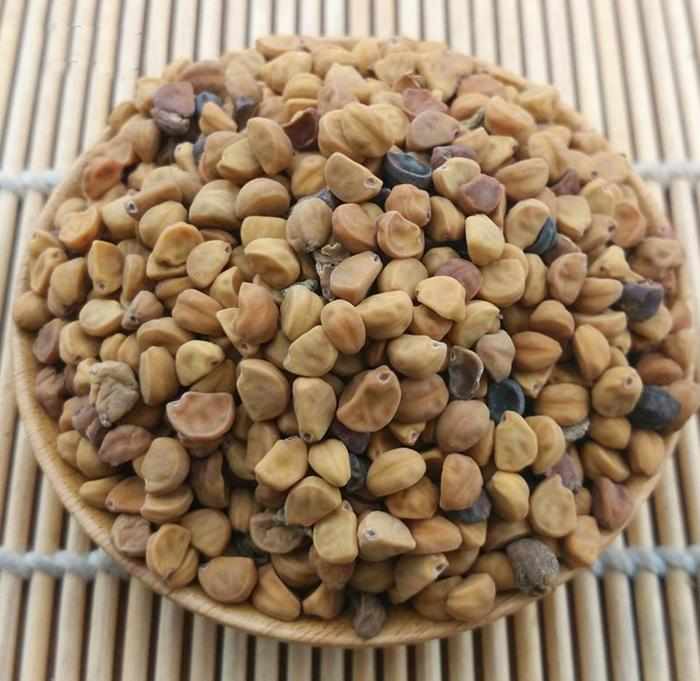 牵牛子