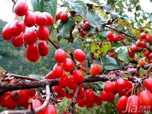 山茱萸