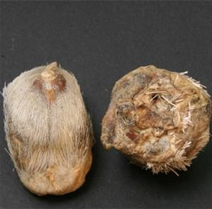 麝香壳