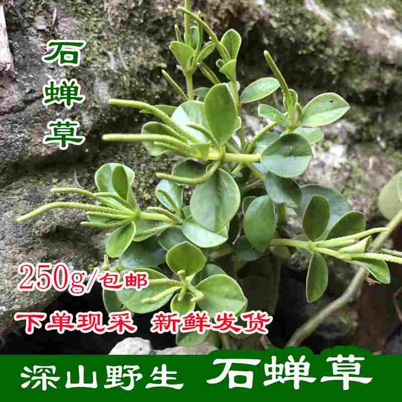 石蝉草
