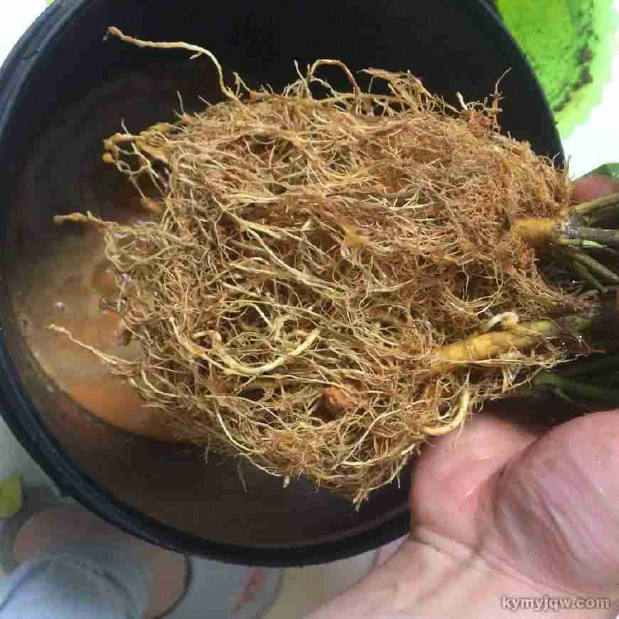 水栀根