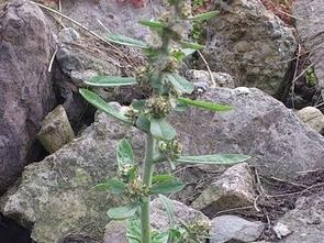 丝毛毛毡草