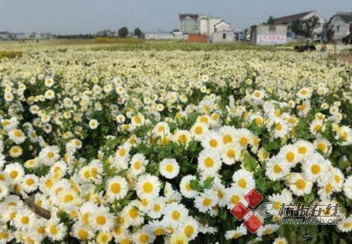 太白菊
