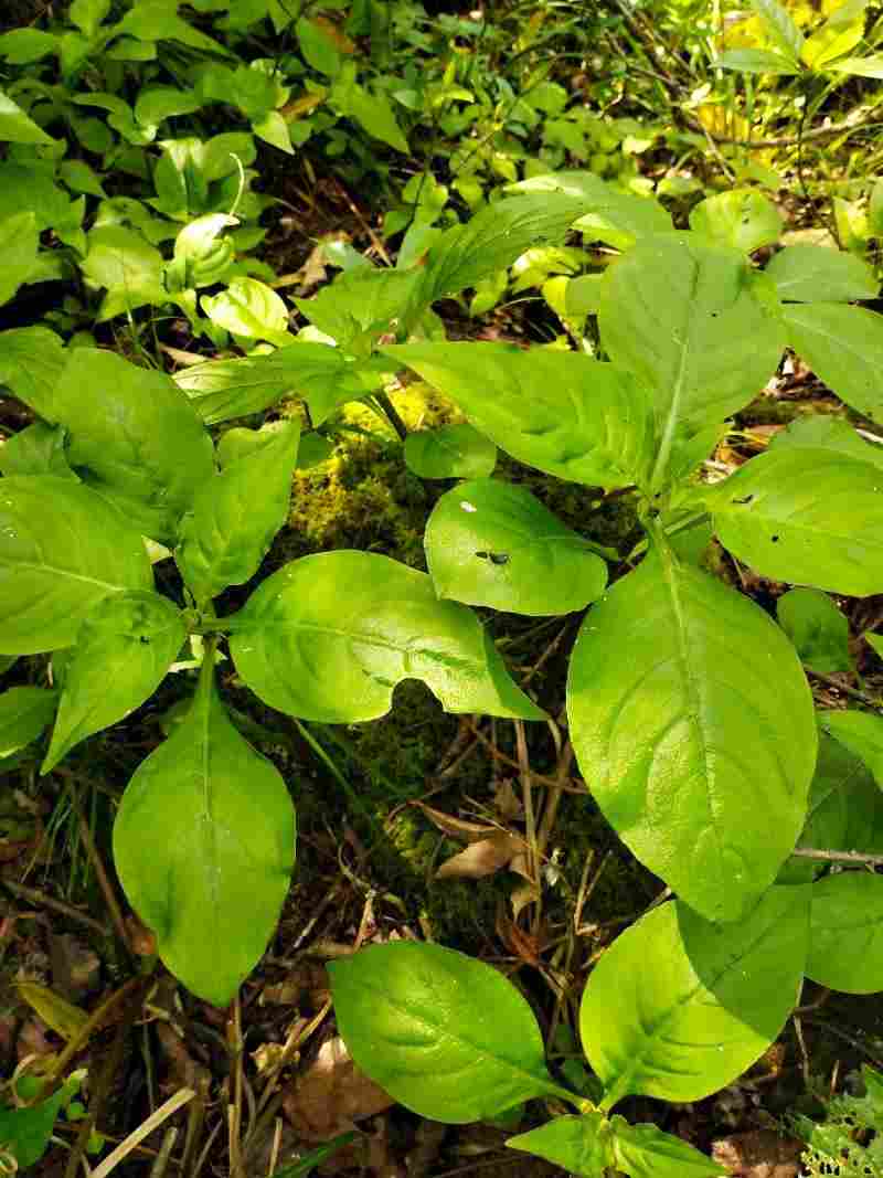 降龙草