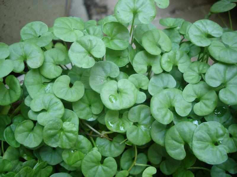 小金钱草