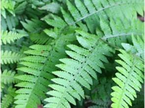 小叶山鸡尾巴草