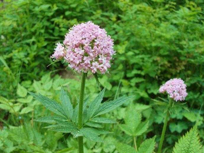 缬草