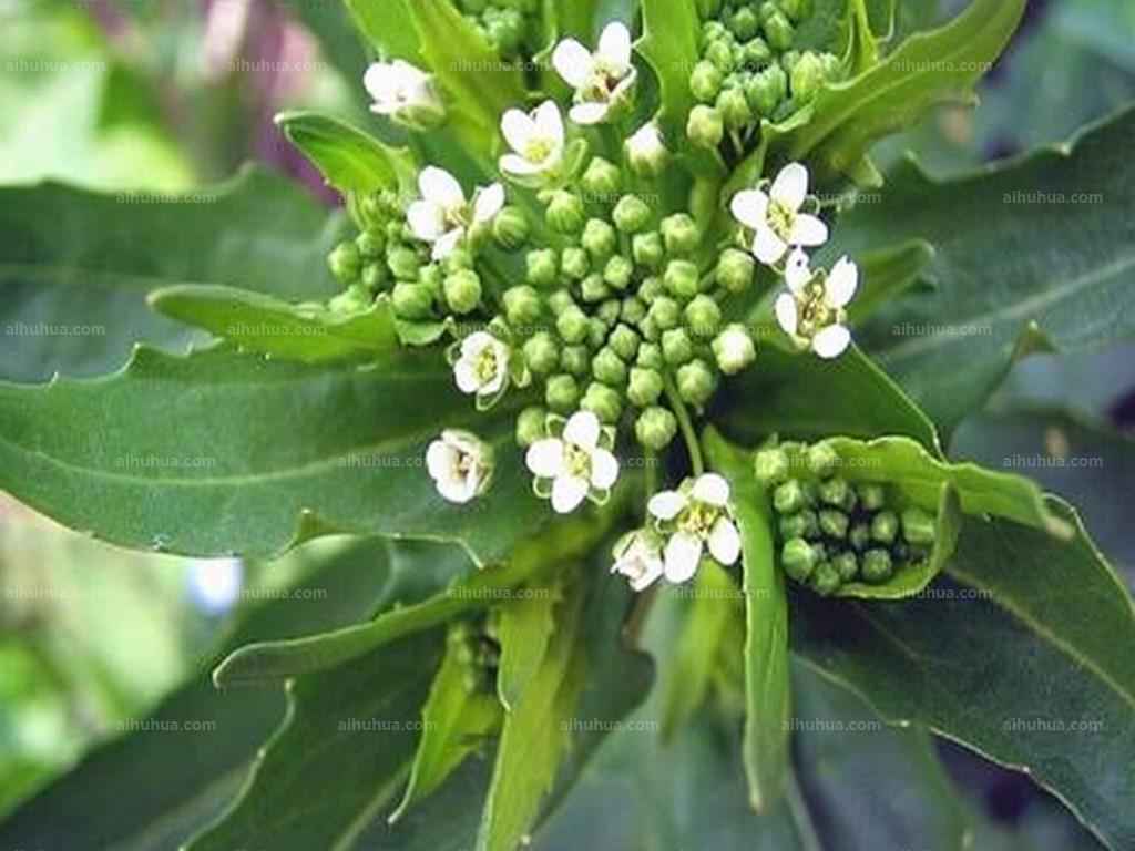 菥蓂