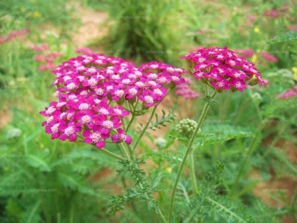 西洋蓍草