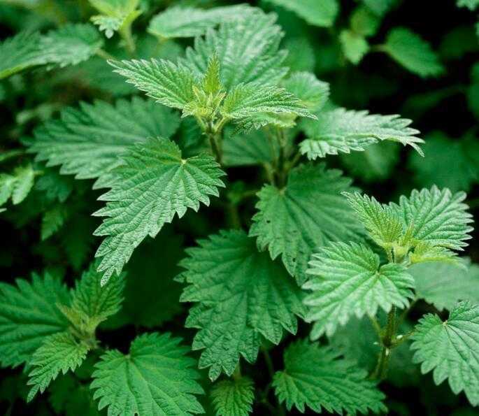 荨麻