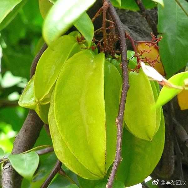 阳桃