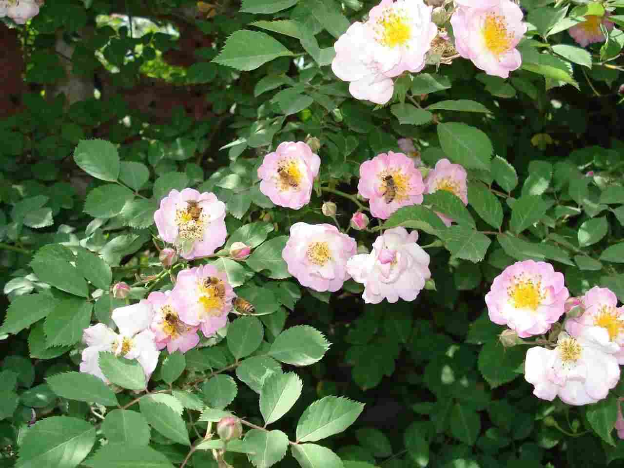 野蔷薇