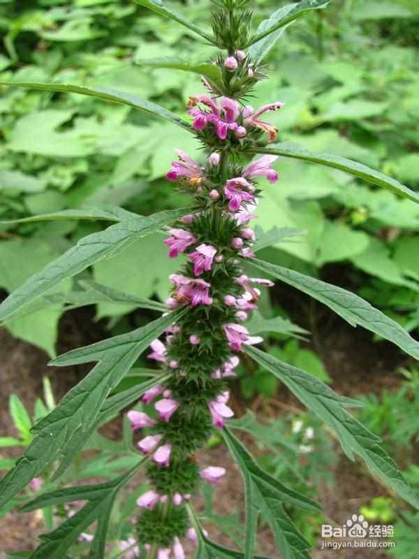 益母草