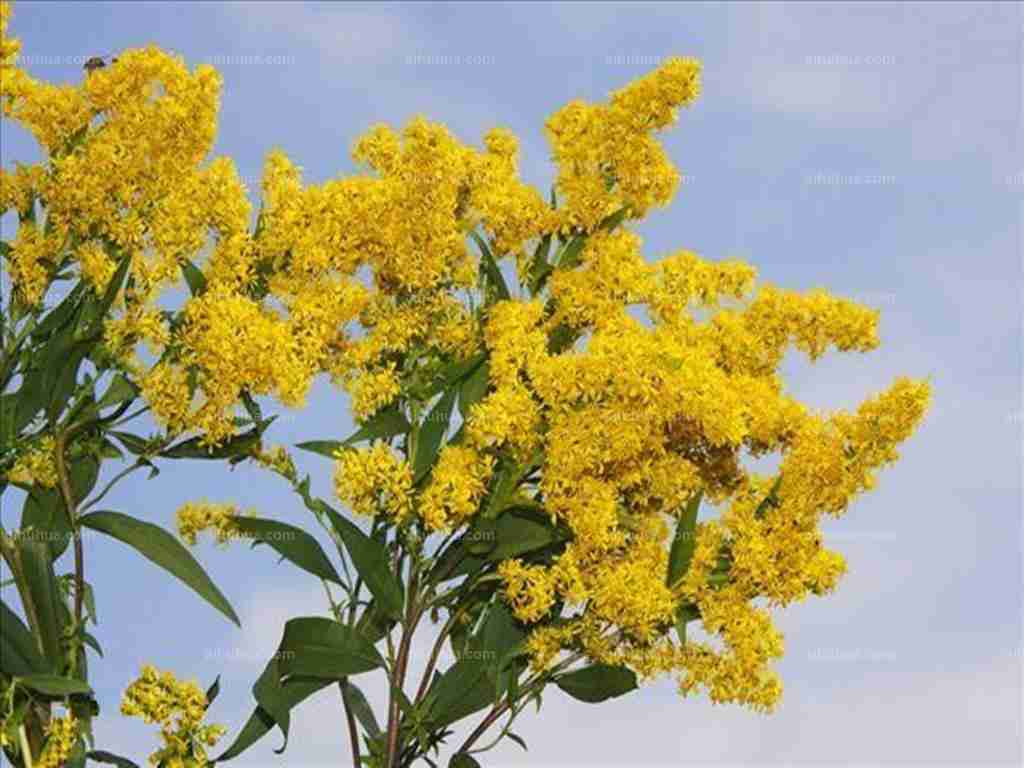 一枝黄花