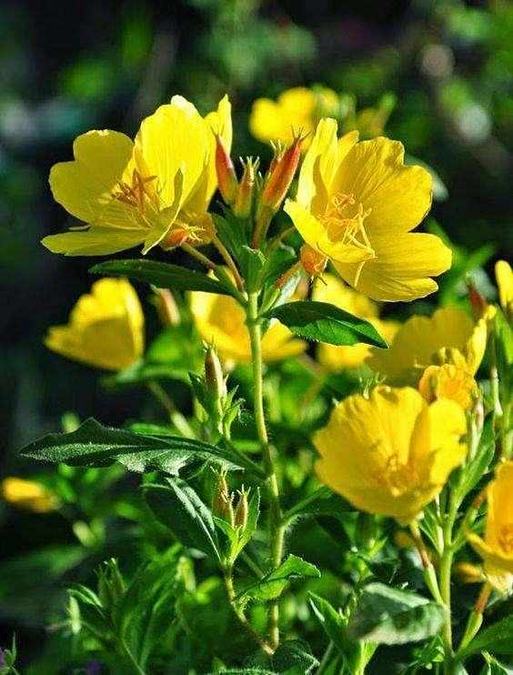 月见草