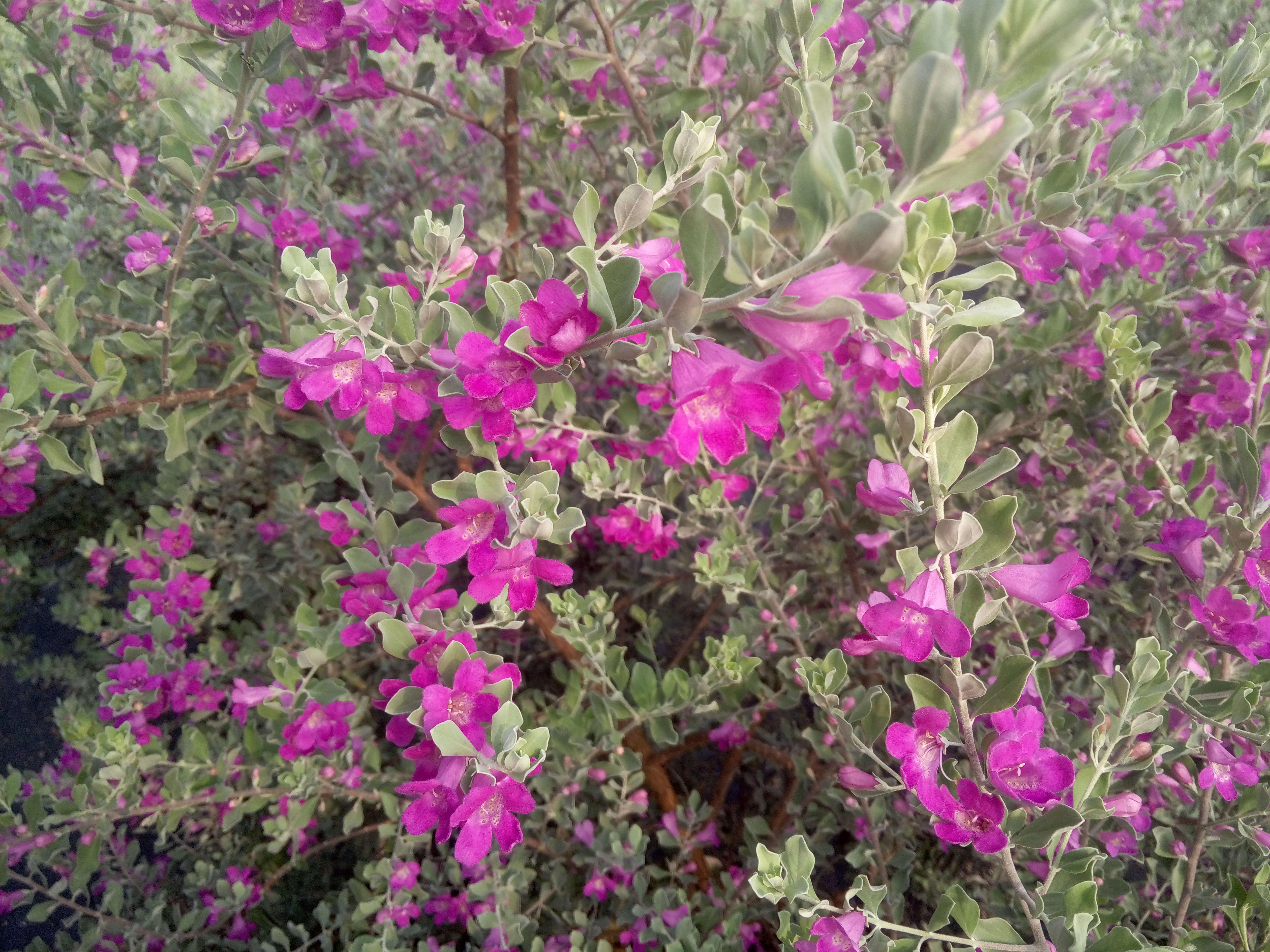 玉芙蓉