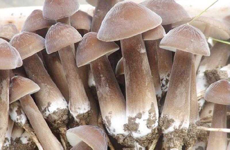 长根菌