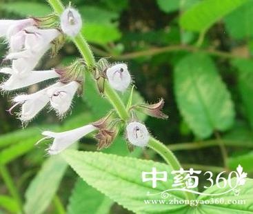 长叶丹参