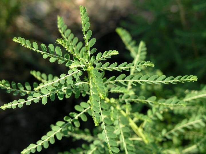 珍珠草