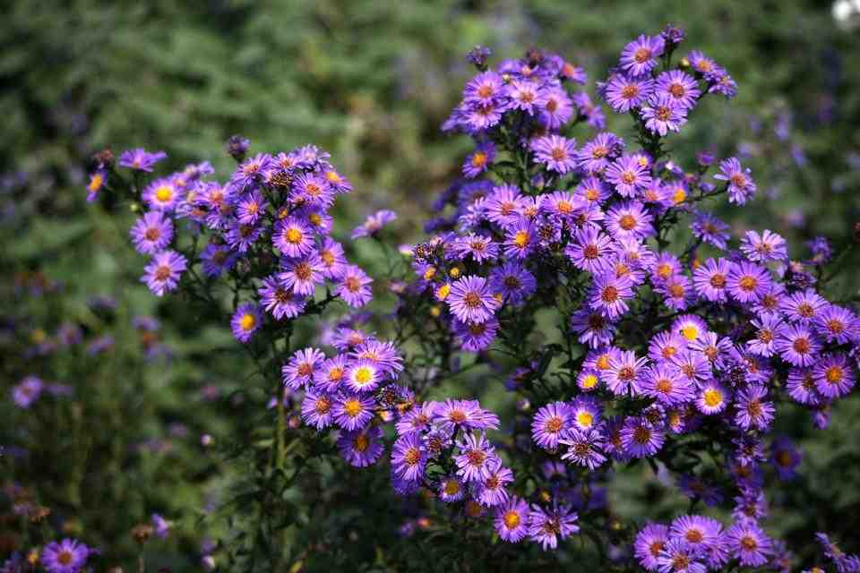 紫菀