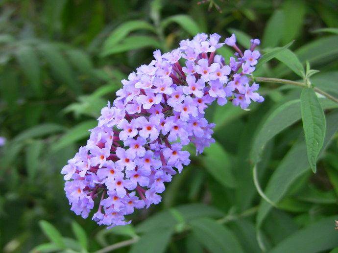 醉鱼草