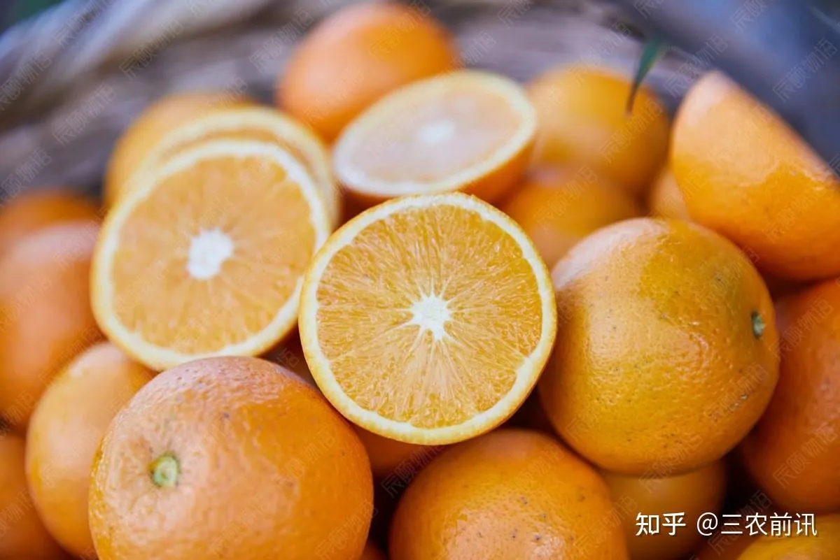 冰糖橙