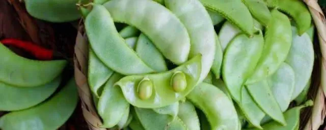 大扁豆