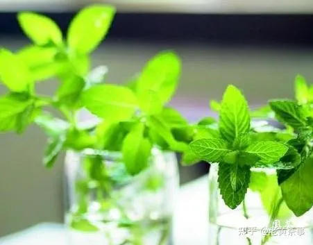 三叶茶